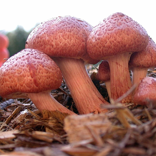 Yellow Gilled (Gymnopilus luteofolius) mushrooms