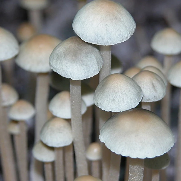 MIB (Panaeolus cyanescens) mushrooms