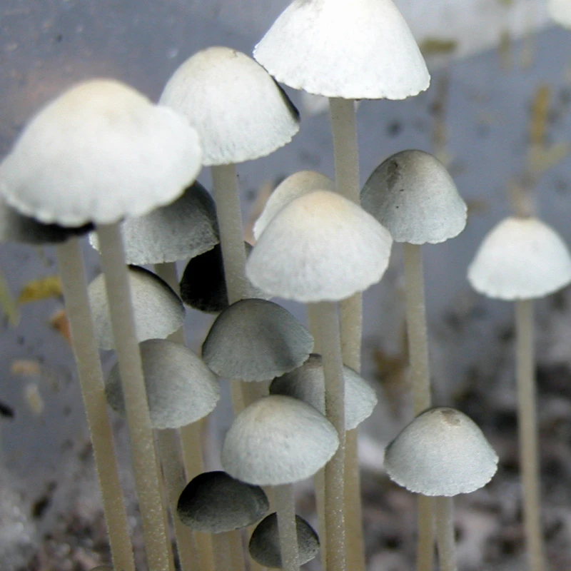 TTBVI (Panaeolus cyanescens) mushrooms
