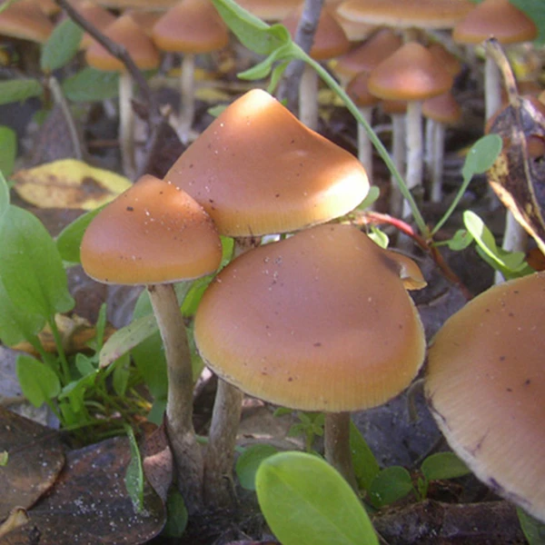 Flying Saucer (Psilocybe azurescens) mushrooms
