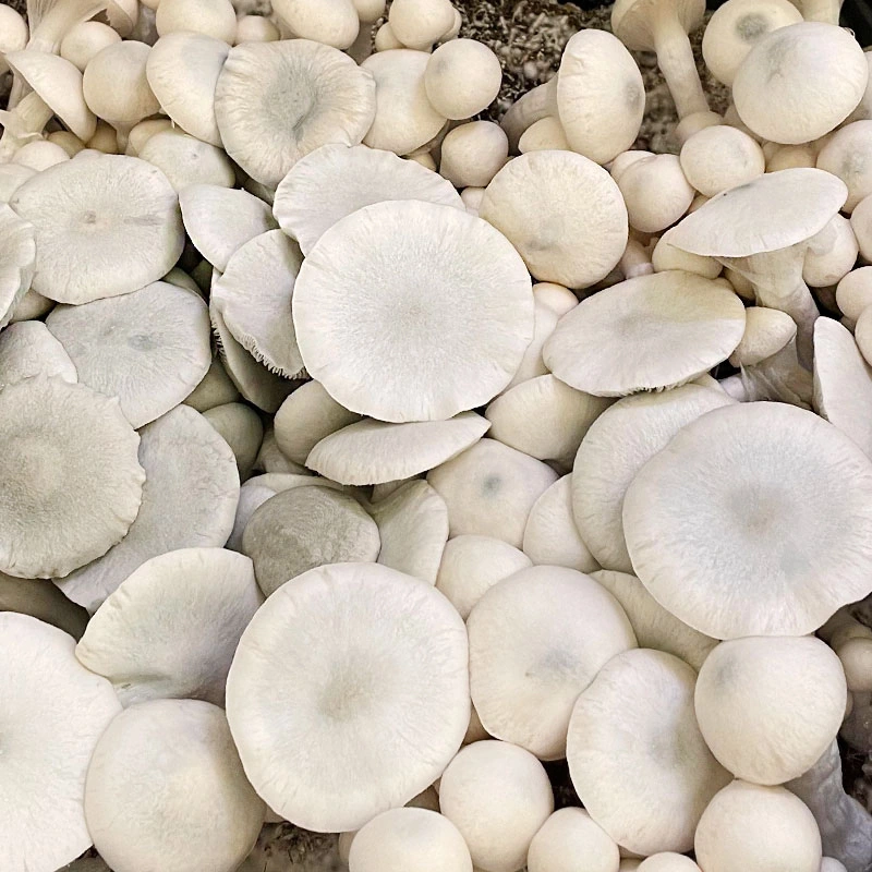 A+ Albino (Psilocybe cubensis) mushrooms