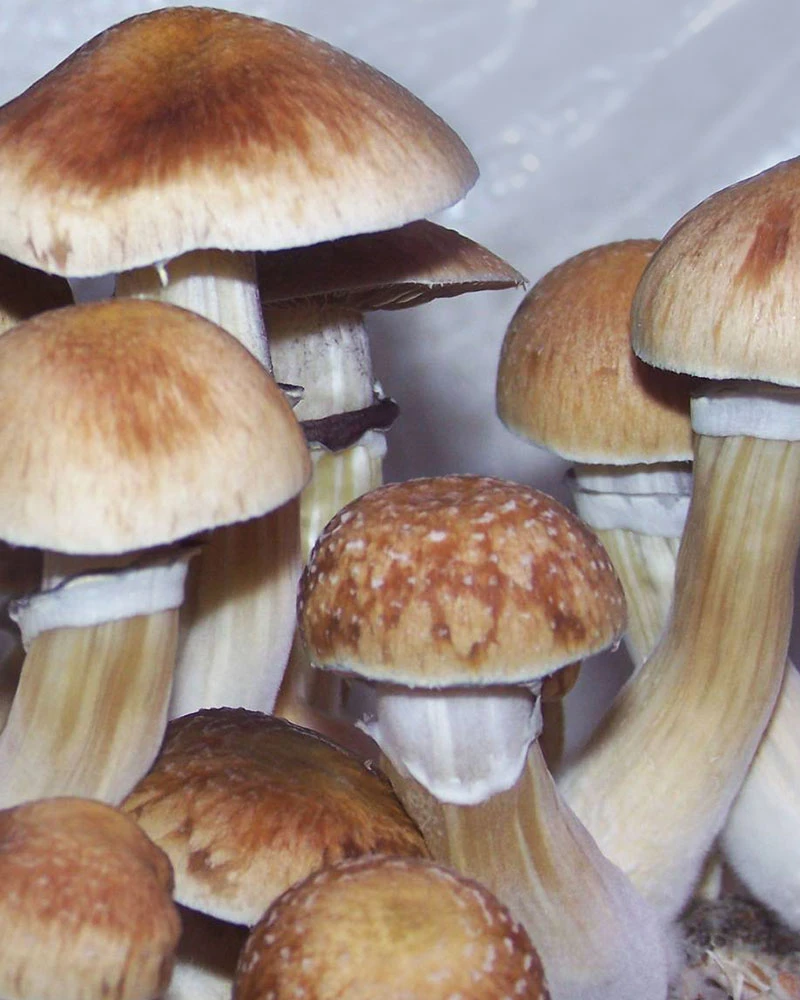 B+ (Psilocybe cubensis) mushrooms