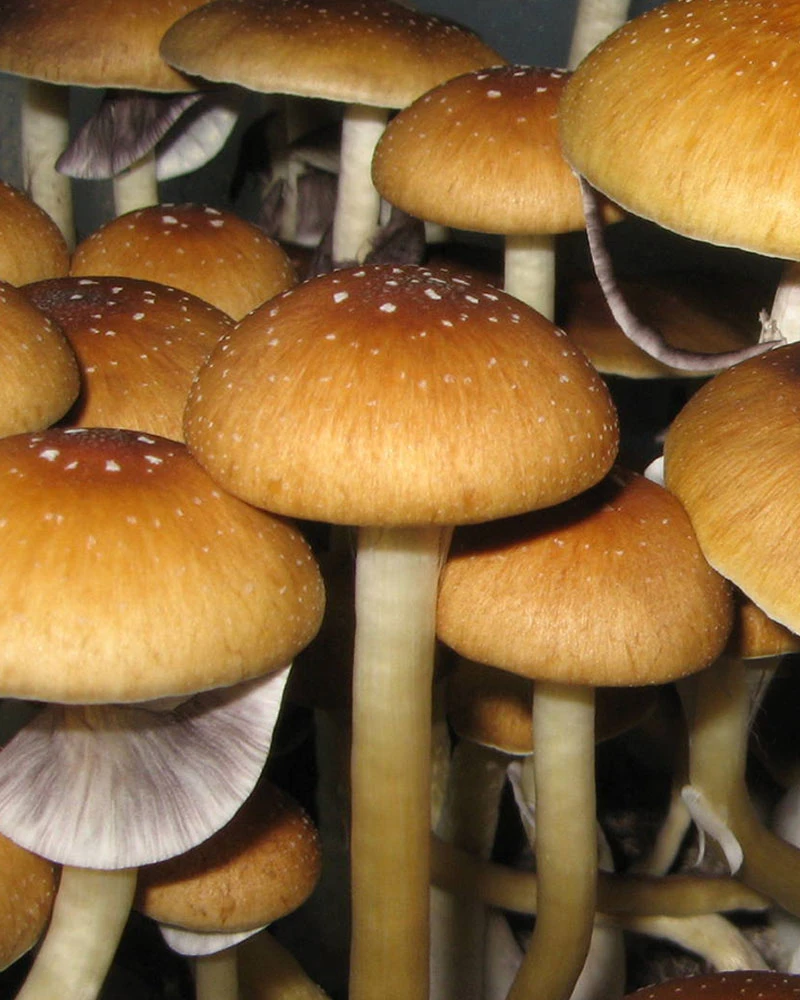 Golden Teacher (Psilocybe cubensis) mushrooms