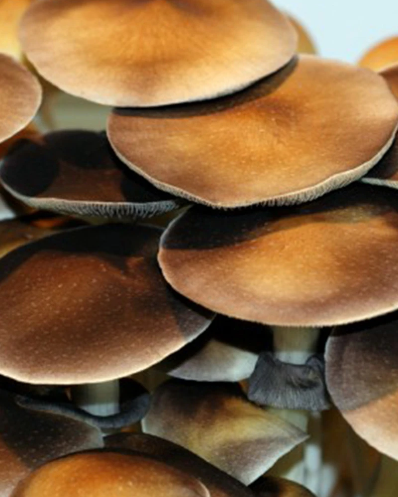Hawaiian (Psilocybe cubensis) mushrooms