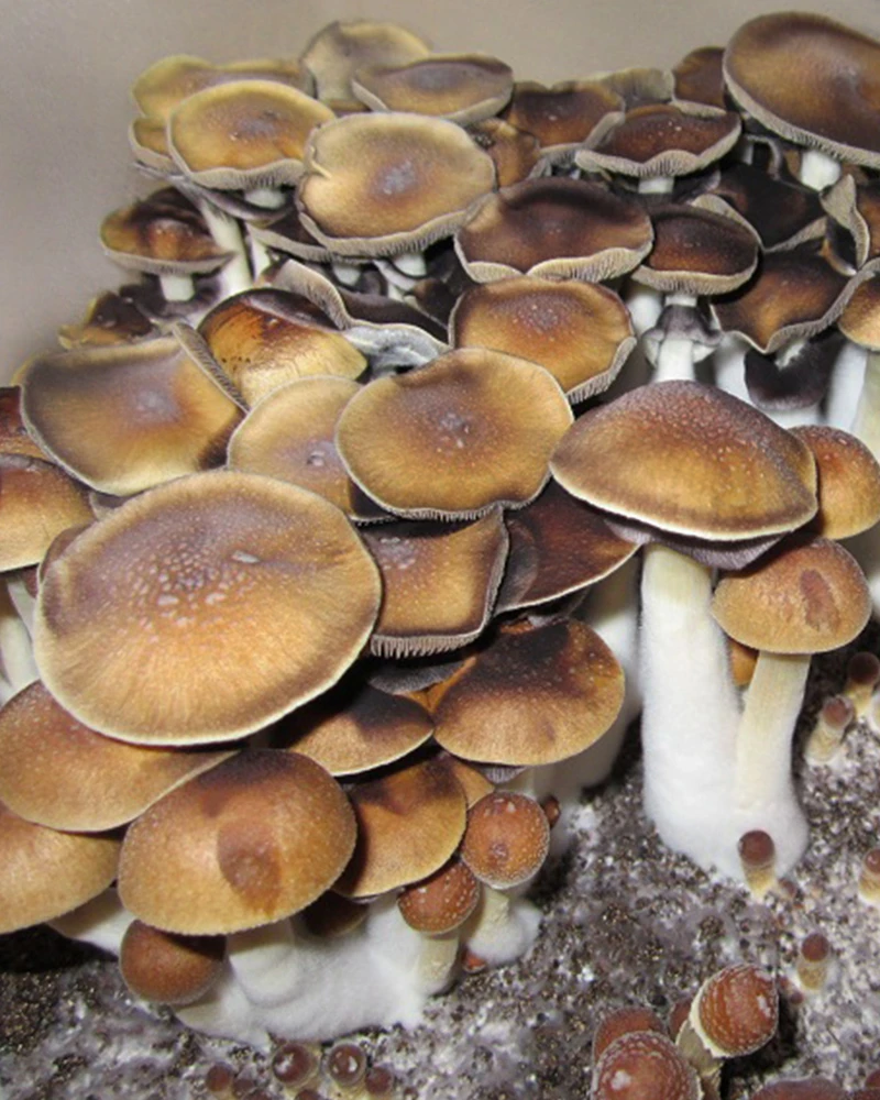 Koh Samui Super Strain (Psilocybe cubensis) mushrooms
