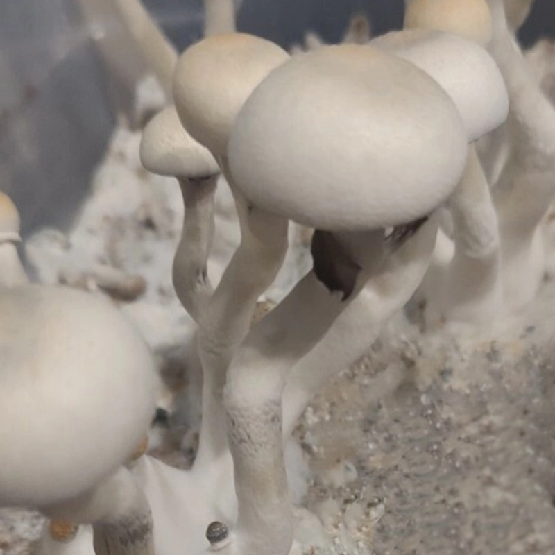 Leucistic Burma (Psilocybe cubensis) mushrooms