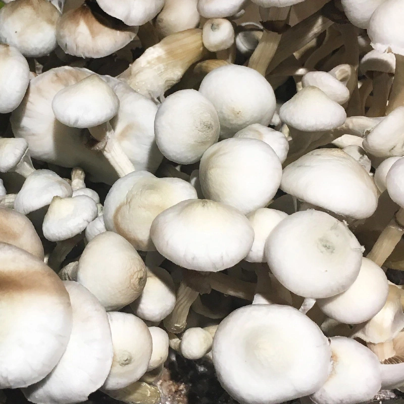 Rusty Whyte (Psilocybe cubensis) mushrooms