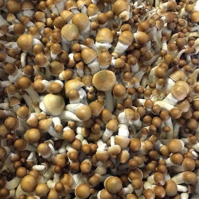 TEX PE6 (Penis Envy) (Psilocybe cubensis) mushrooms