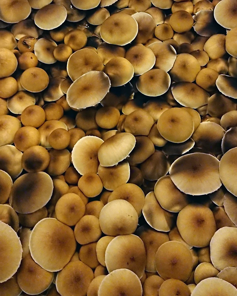 Treasure Coast (Psilocybe cubensis) mushrooms