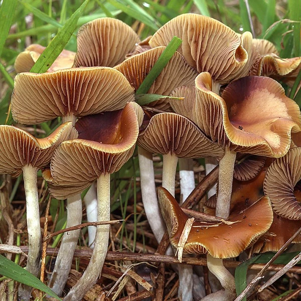 Wavy Cap (Psilocybe cyanescens) mushrooms