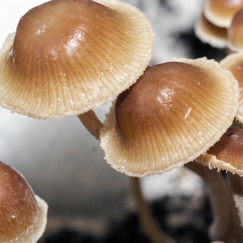 Jalisco (Psilocybe mexicana) mushrooms