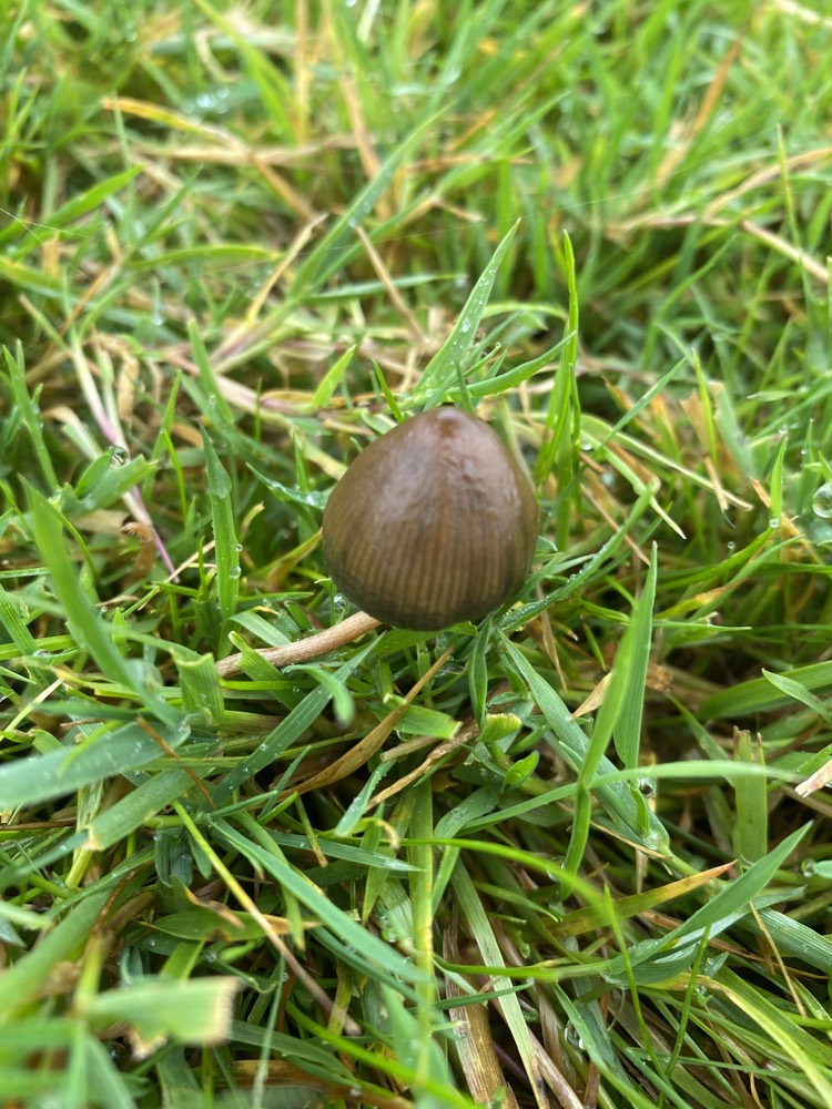 Liberty Cap (Psilocybe semilanceata) mushrooms