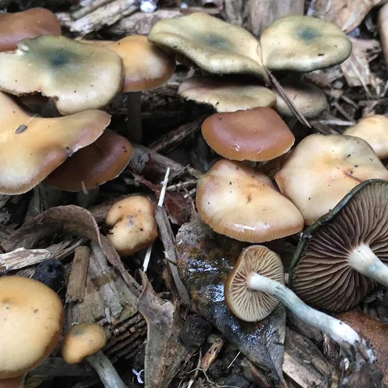 Subs (Psilocybe subaeruginosa) mushrooms