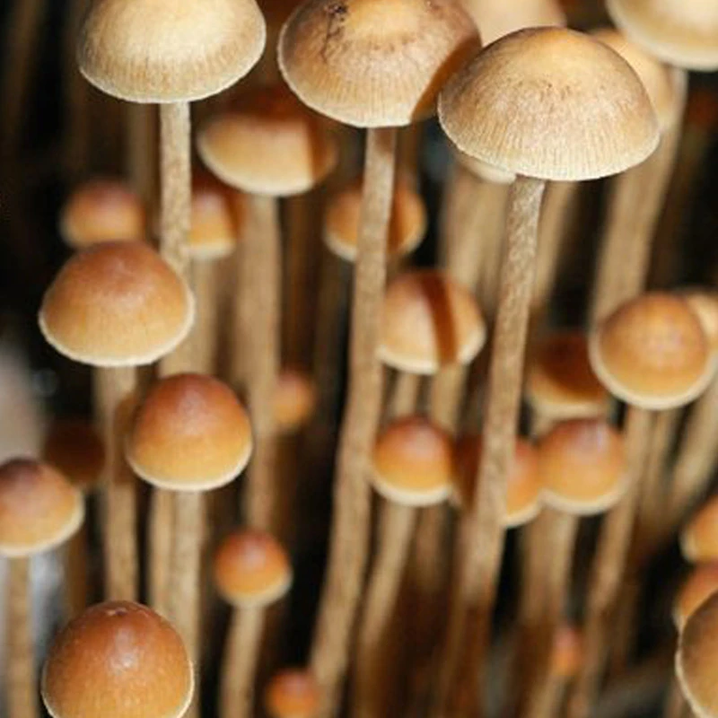 Philosopher's Stone (Psilocybe tampanensis) mushrooms