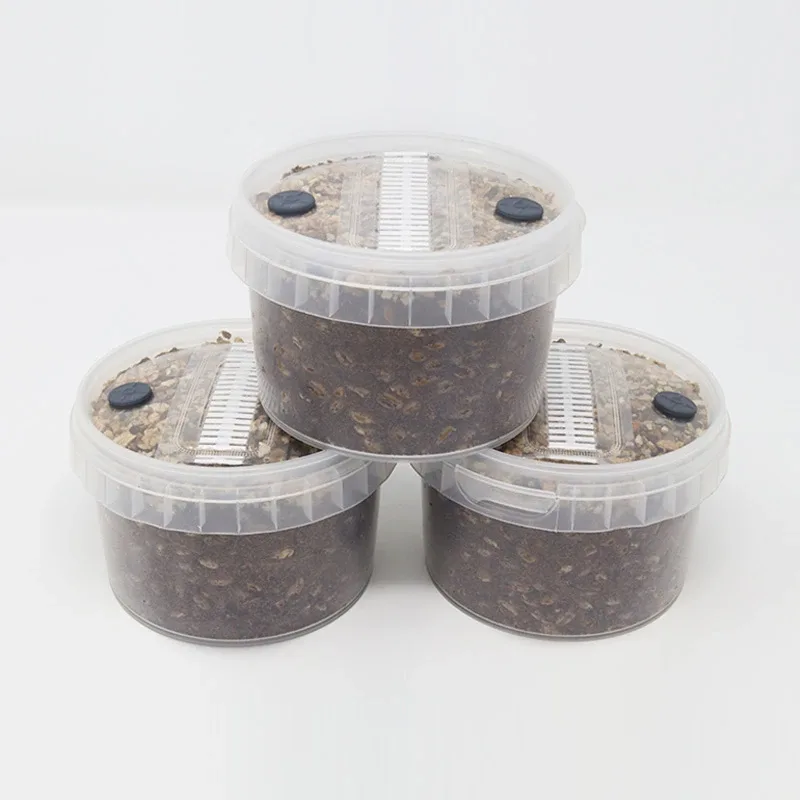 Cylocybe Special MycoPots