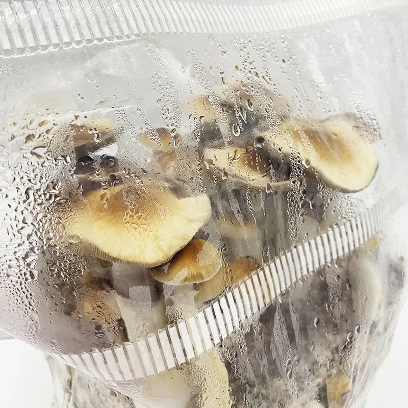 Mushrooms growing in the EZ Mono GK grow bag