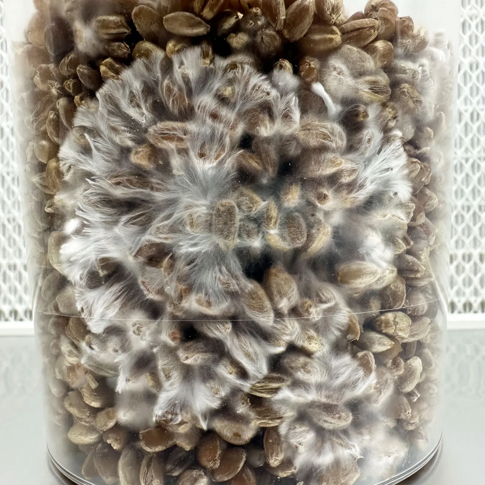Mycelium colonising the grain in an EZ Mono GK SpawnTub