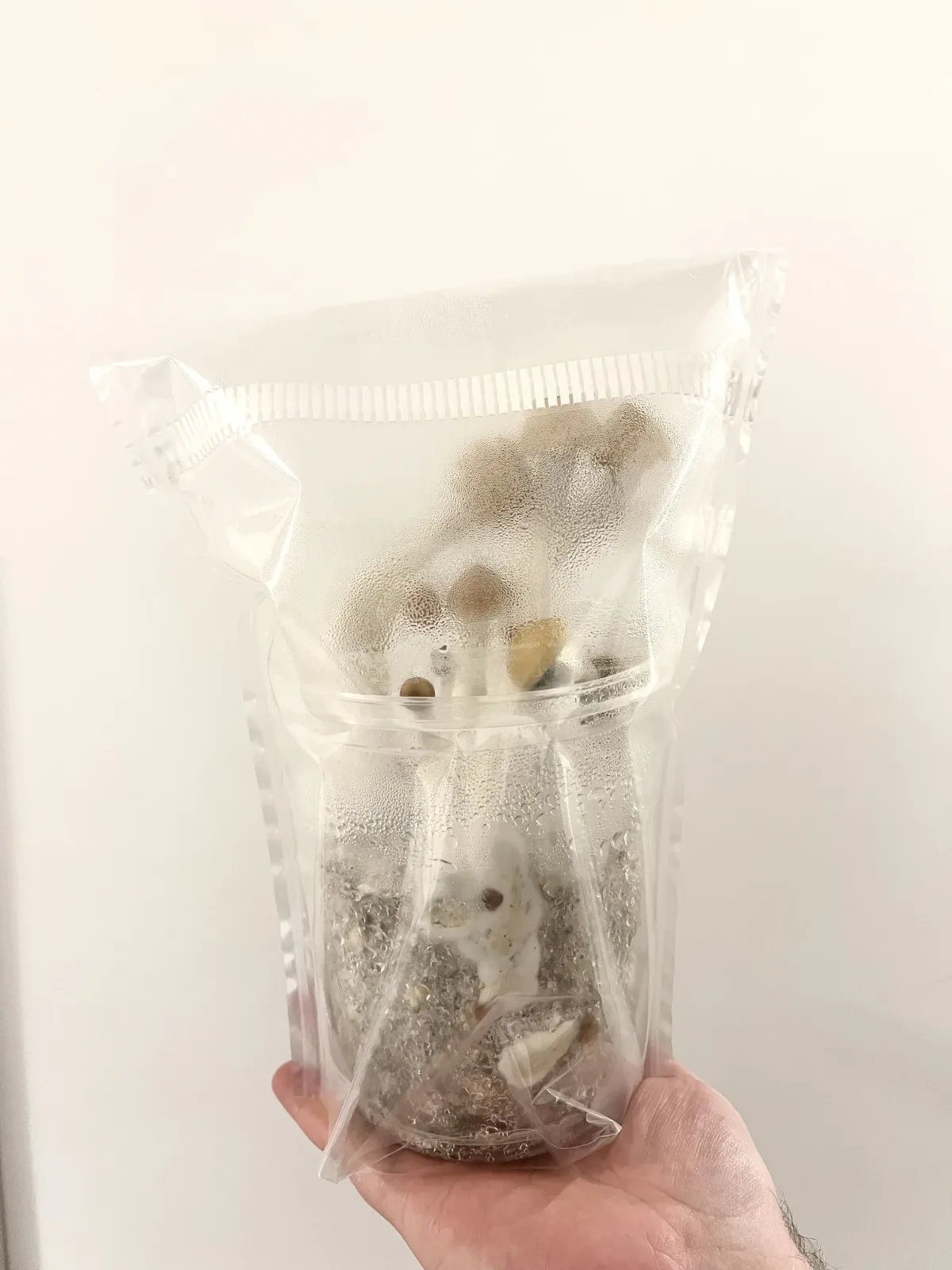 Mushrooms fruiting in the EZPZ tub