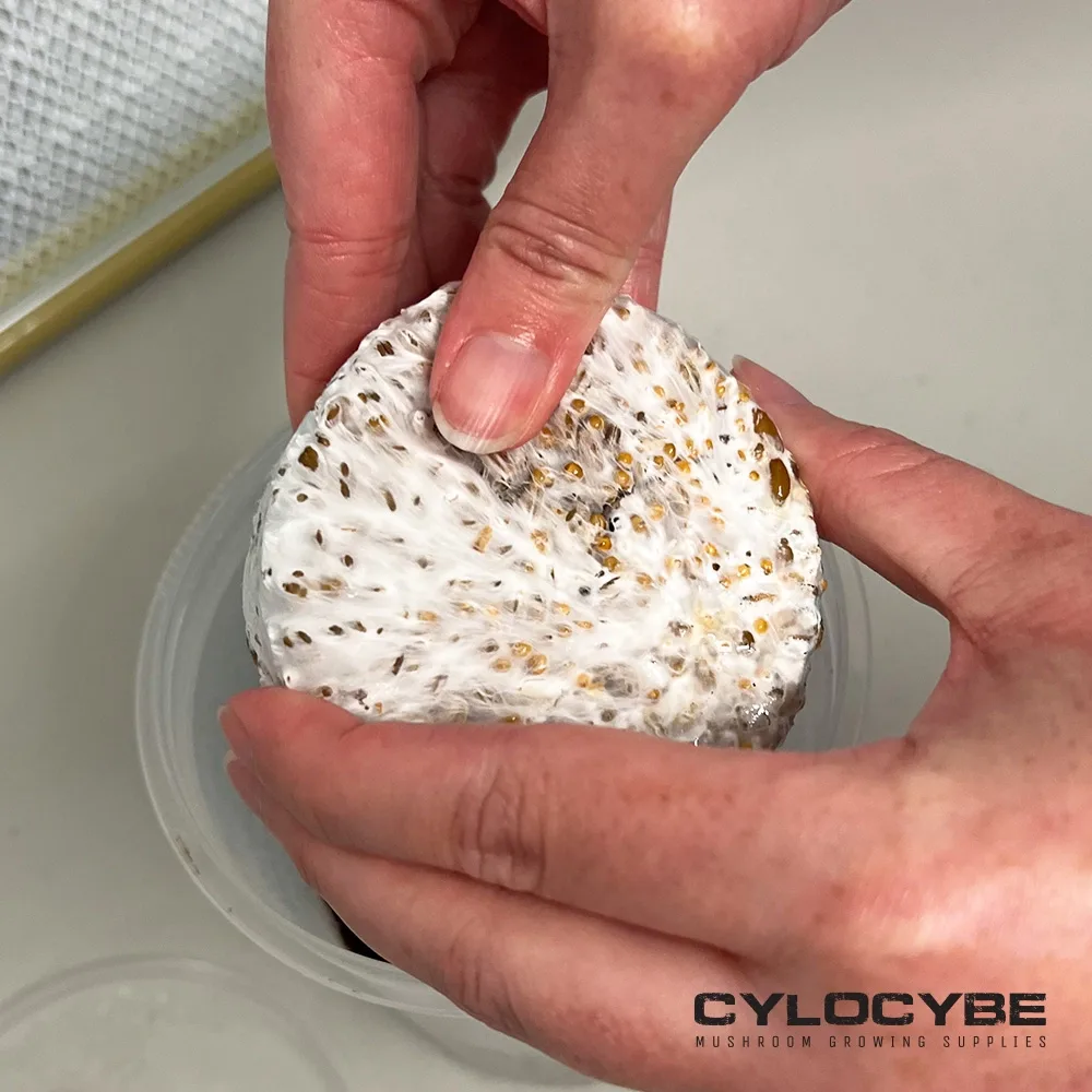 Both hands breaking apart a solid white block of colonised grain over a tub