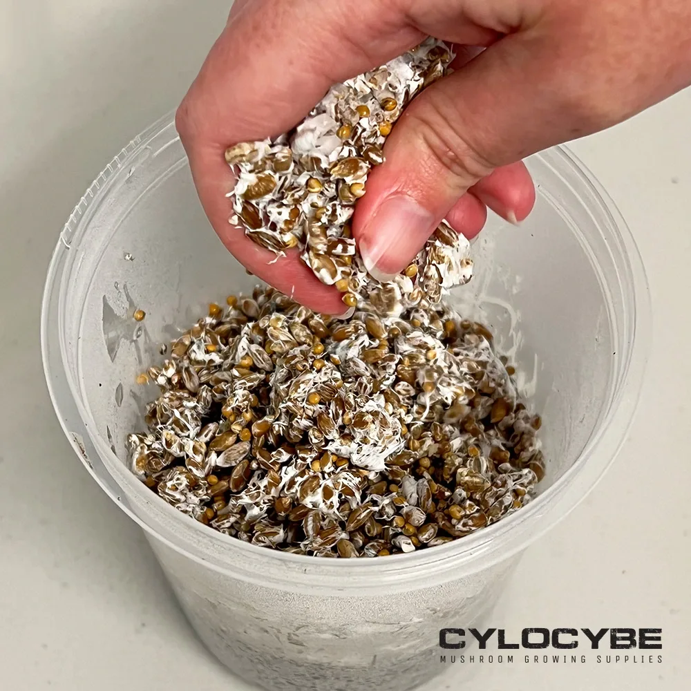 Scattering broken grain spawn across the surface inside a mixing tub