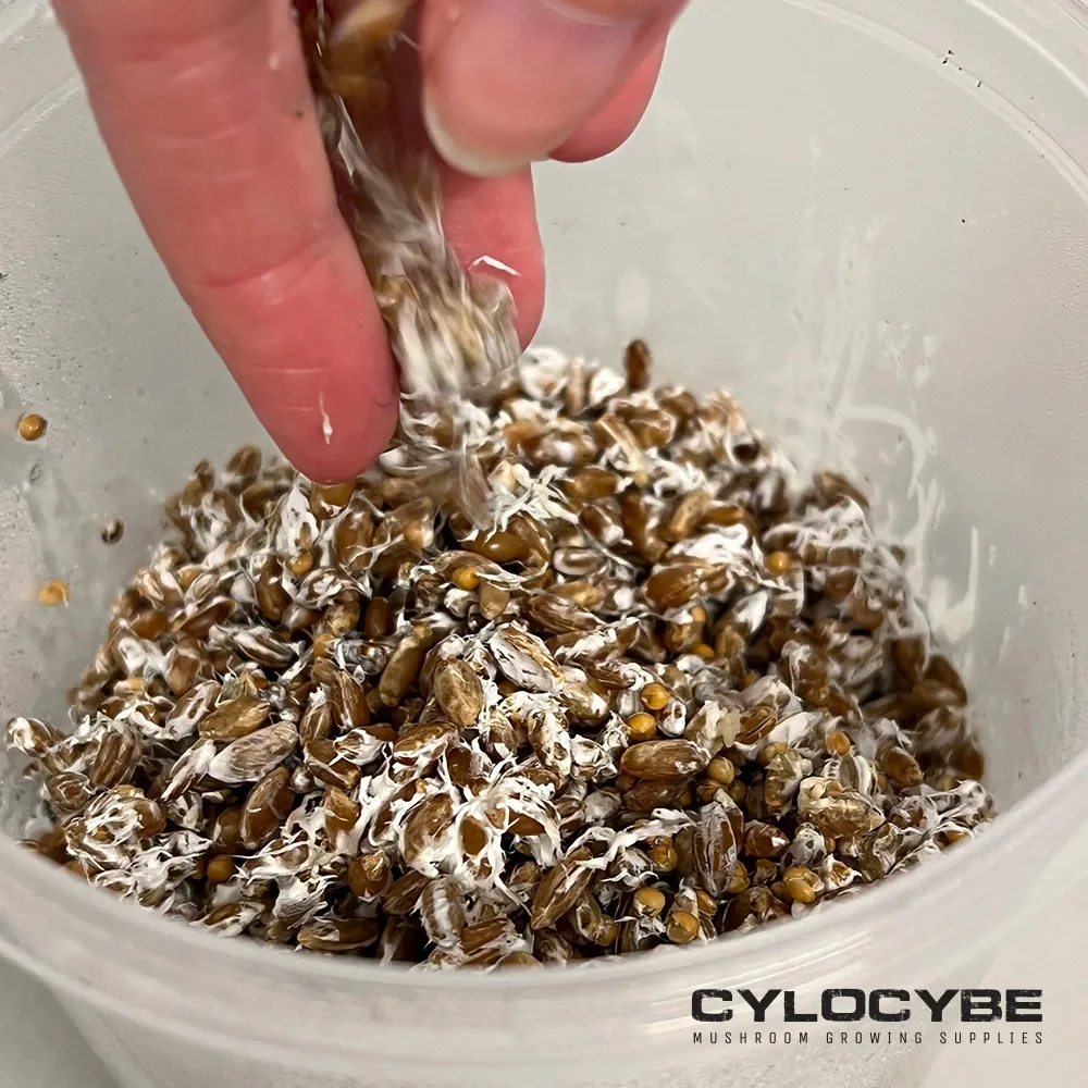 Mixing broken grain spawn through with fingers inside the tub