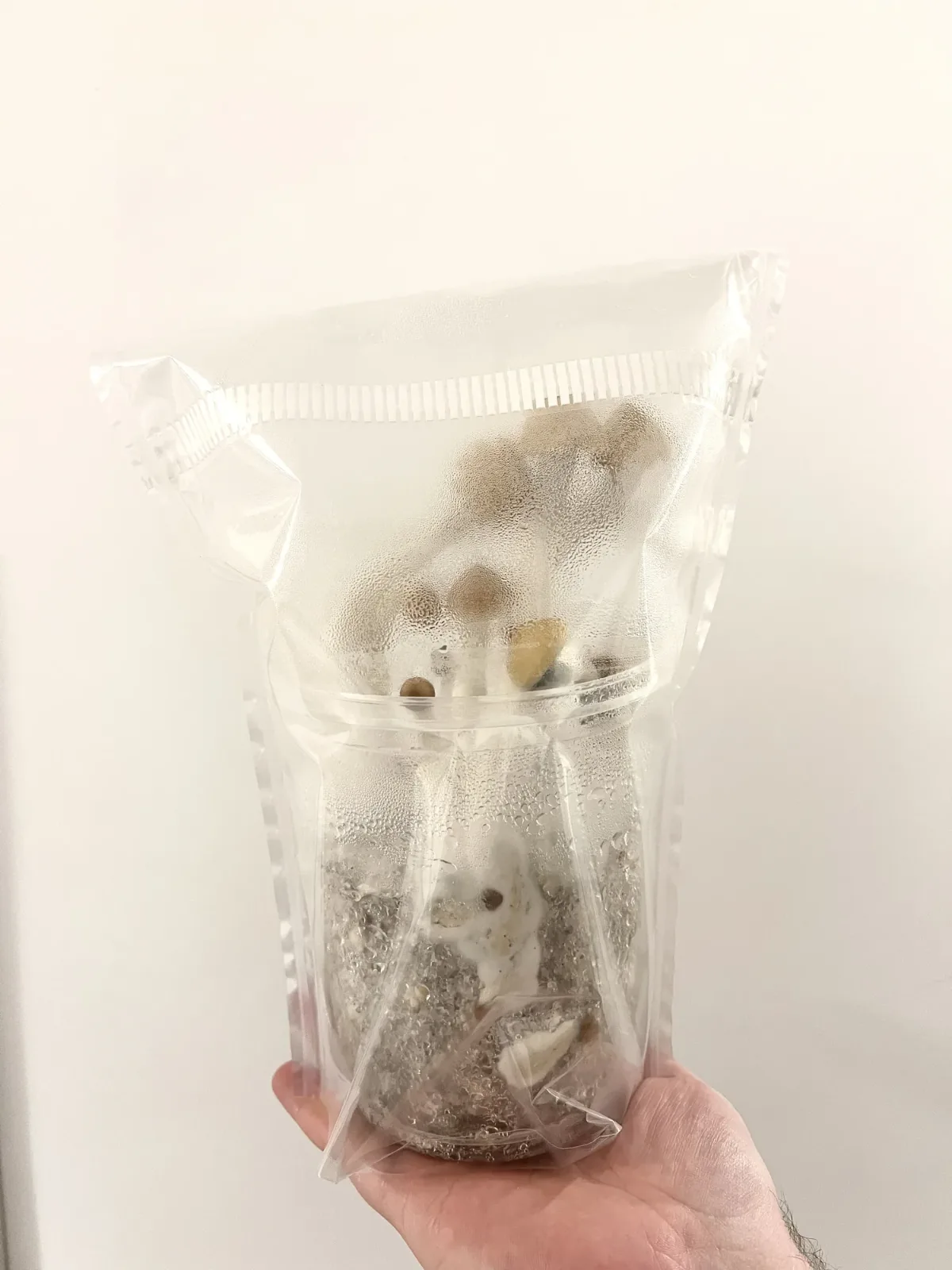 A MiNO grow bag held up with mushrooms fruiting inside