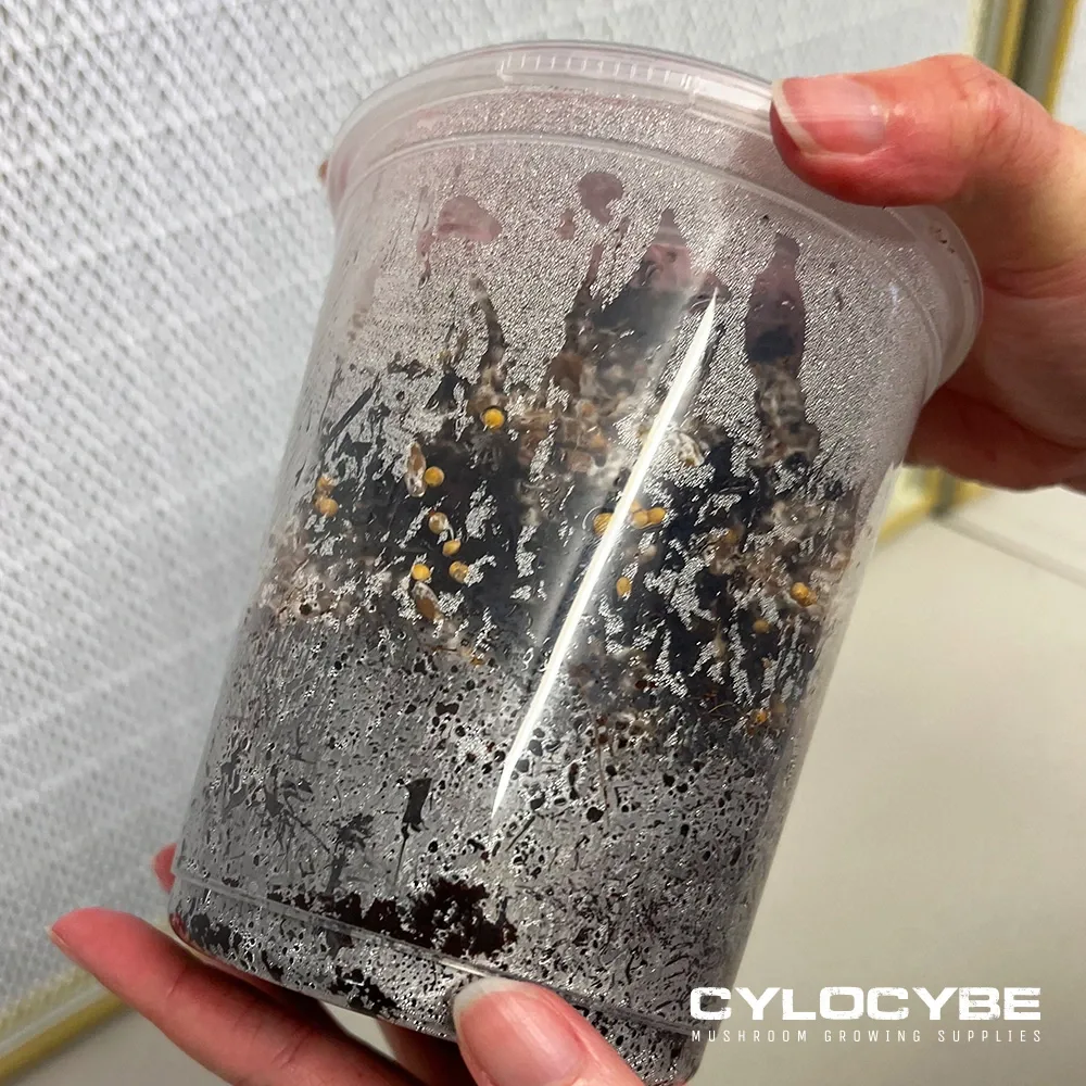 A colonised cup showing white mycelium and small pins forming against the clear wall