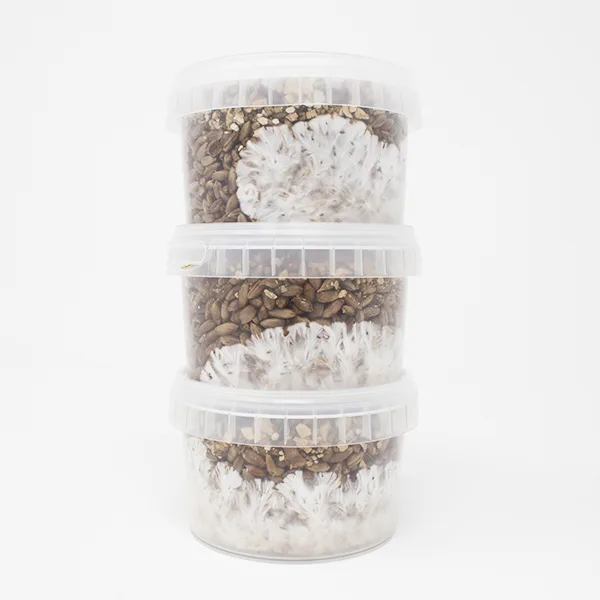 Rye Grain MycoPots Grow Kit