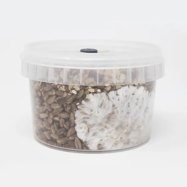 Rye Grain MycoPots Grow Kit - Image 2