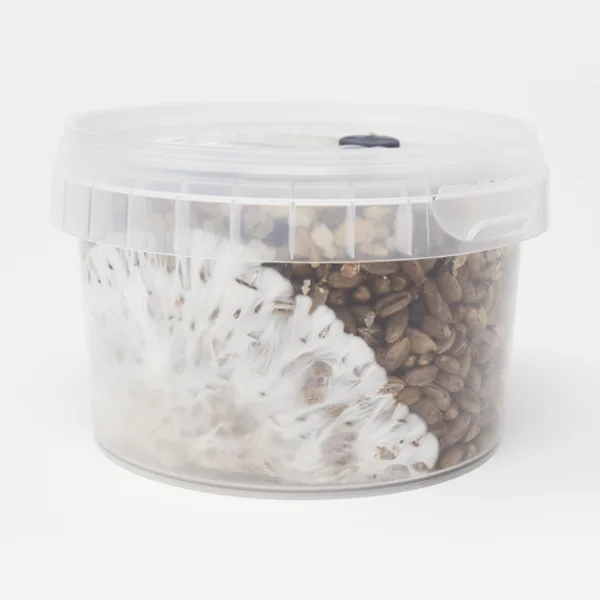 Rye Grain MycoPots Grow Kit - Image 4