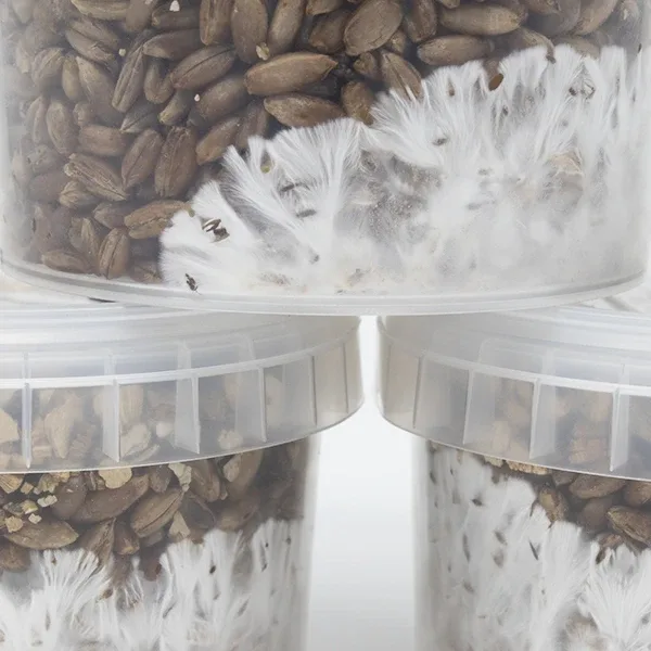 Close-up of mycelium growing on three Rye Grain MycoPots