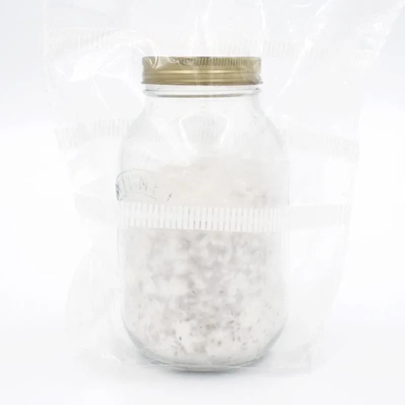 A glass jar of grain colonised with white mycelium, sealed with a gold lid and filter band