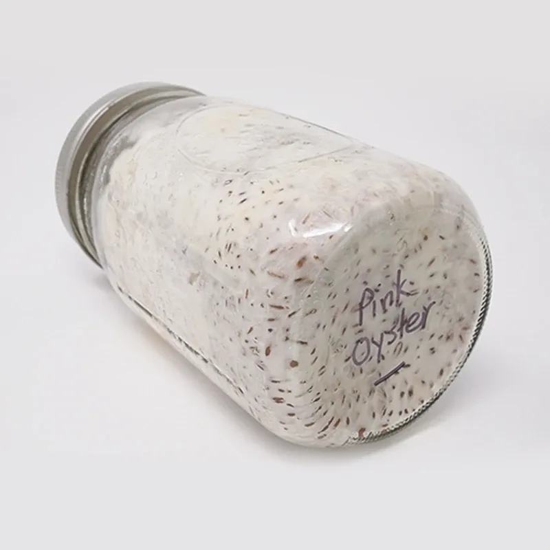 rye grain mycojar fully colonised and covered in white mycelium