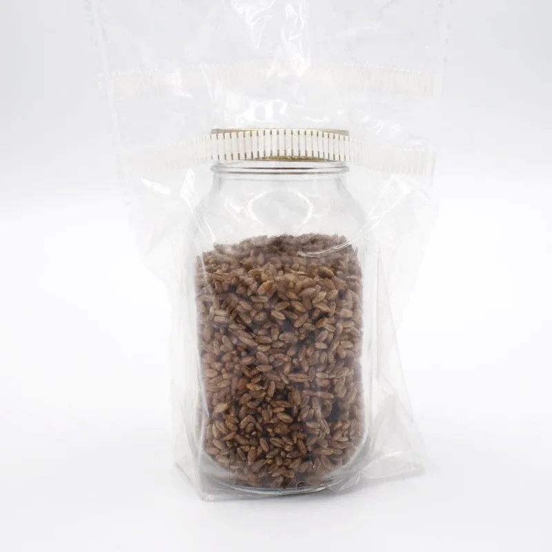 rye grain jar in incubag