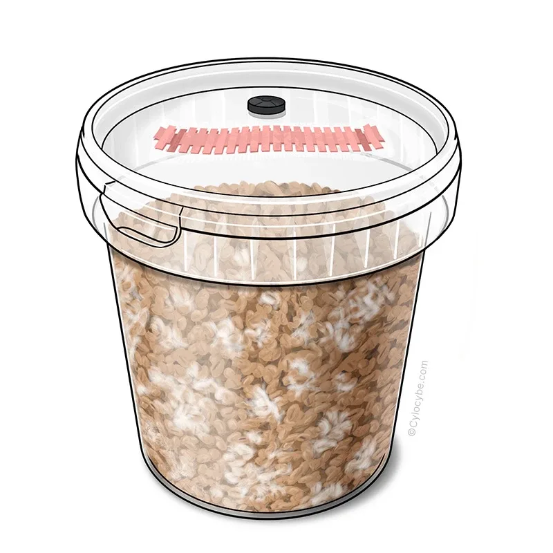 Illustration of a SpawnTub: a clear tub of rye grain with a pink filter strip and injection port in the lid