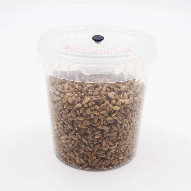 A SpawnTub of rye grain: a clear tub of pale kernels with a black port and pink filter in the lid