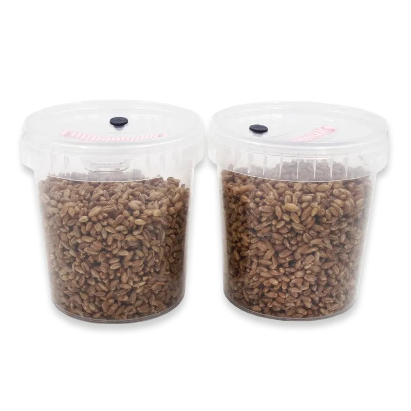 Two SpawnTubs side by side, each a clear tub of rye grain with a pink filter and black port