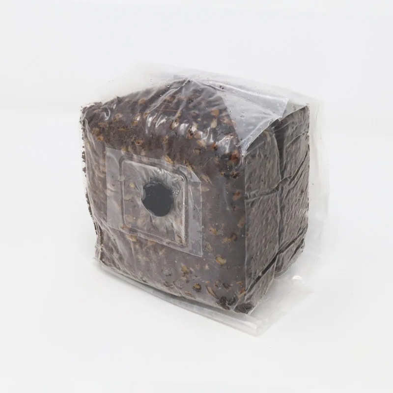 XL Cylocybe Special MycoBag Grow Kit
