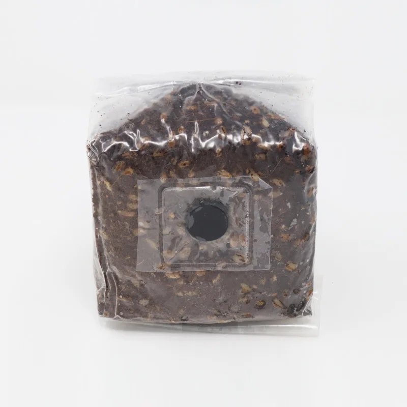 XL Cylocybe Special MycoBag Grow Kit - Image 2