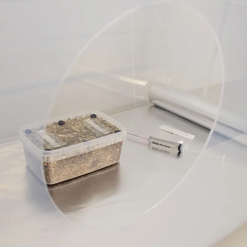 A clean set-up: a Still-Air Box (SAB) with the syringe and MykoBox inside, ready to inoculate