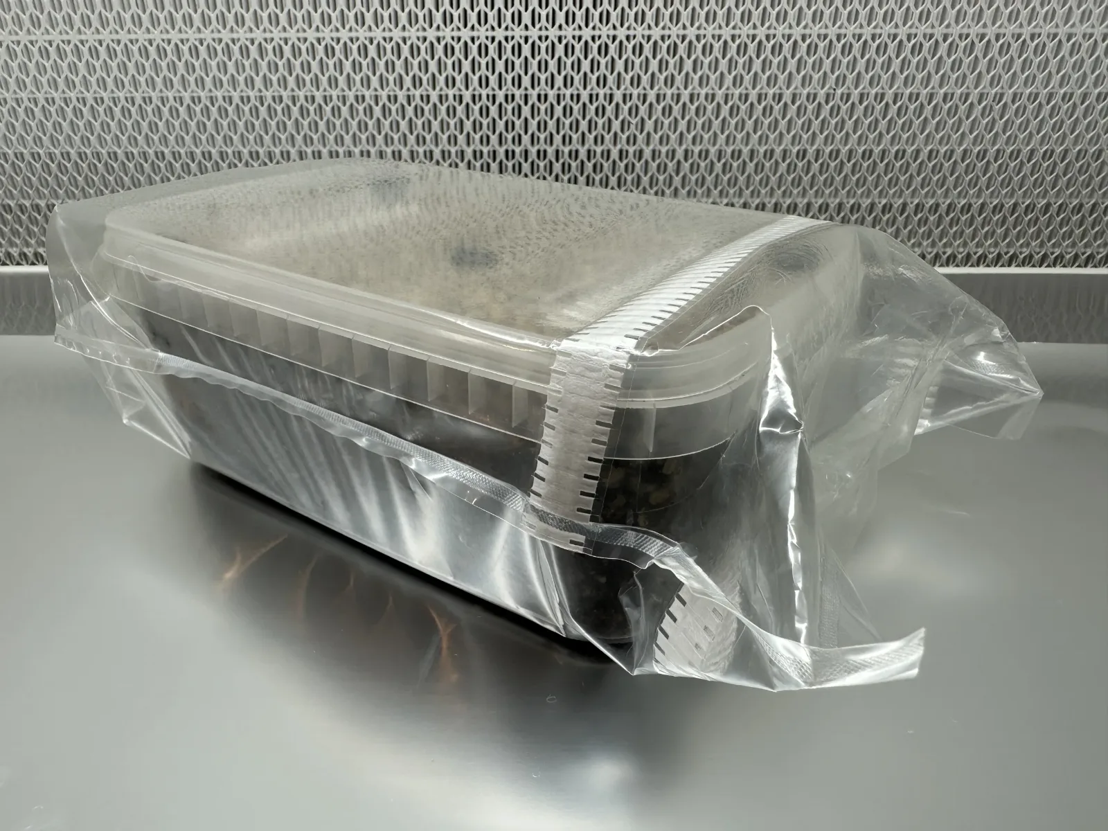 An XL Cylocybe Special Mushroom Grow Kit sealed inside its sterile bag on a steel bench, in front of a laminar flow hood filter