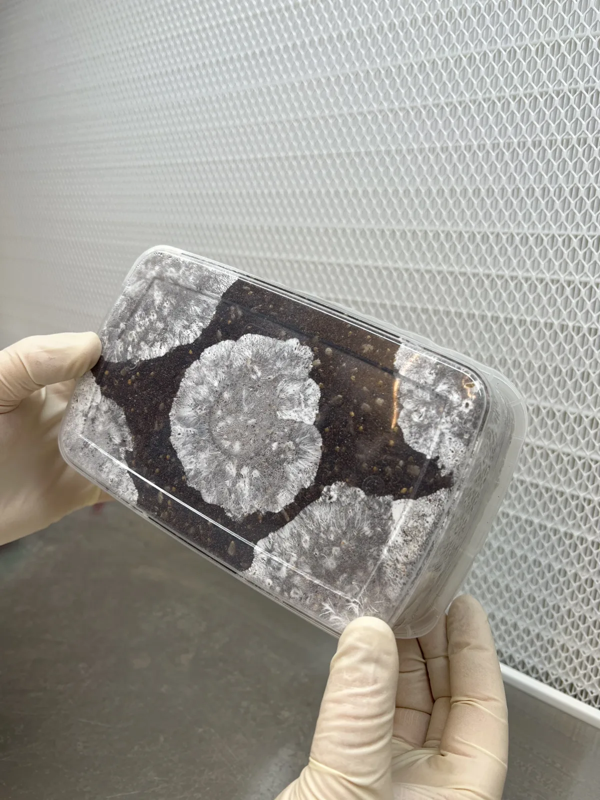 The underside of an XL Cylocybe Special Mushroom Grow Kit, white mycelium rosettes spreading out from each injection point