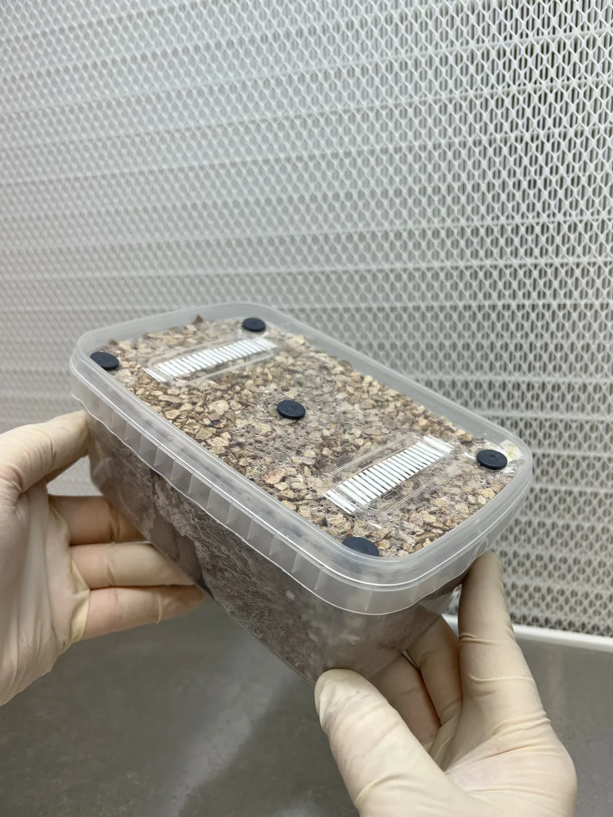 Gloved hands holding an XL Cylocybe Special Mushroom Grow Kit, its lid showing two filter strips and black rubber injection ports