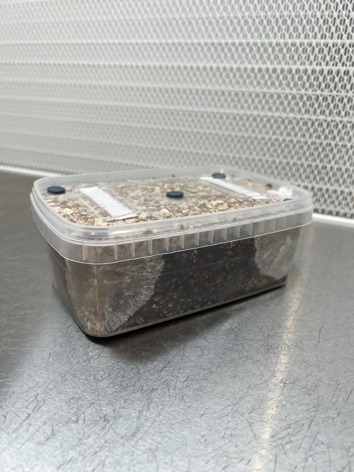 Mycelium colonising a Cylocybe Special MykoBox