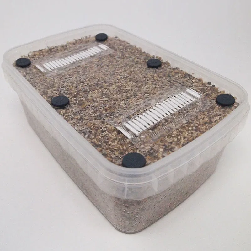 XL PF-Tek Mushroom Grow Kit from above: a clear tub of pale brown substrate with four black injection ports and two white filter strips in the lid