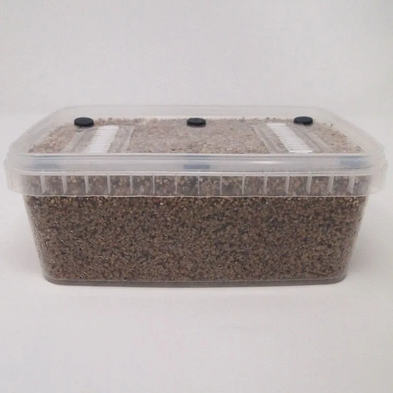 XL PF-Tek Mushroom Grow Kit at an angle, the sealed lid with its black ports and filter strips visible above the substrate