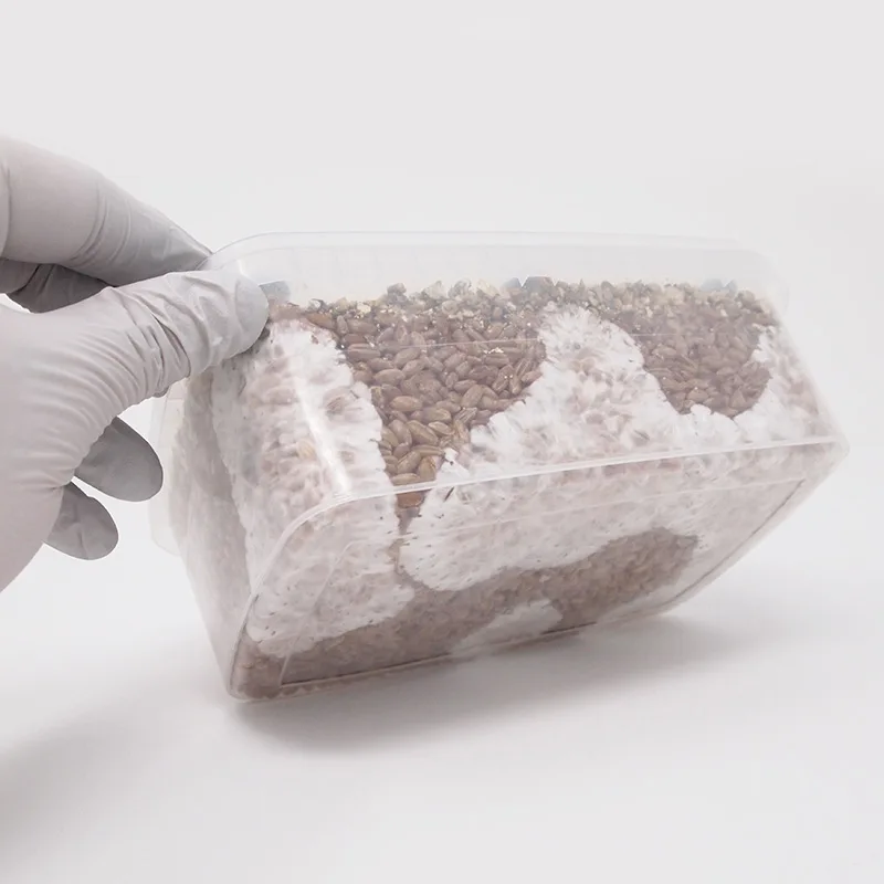 XL Rye Grain MykoBox Grow Kit - Image 2