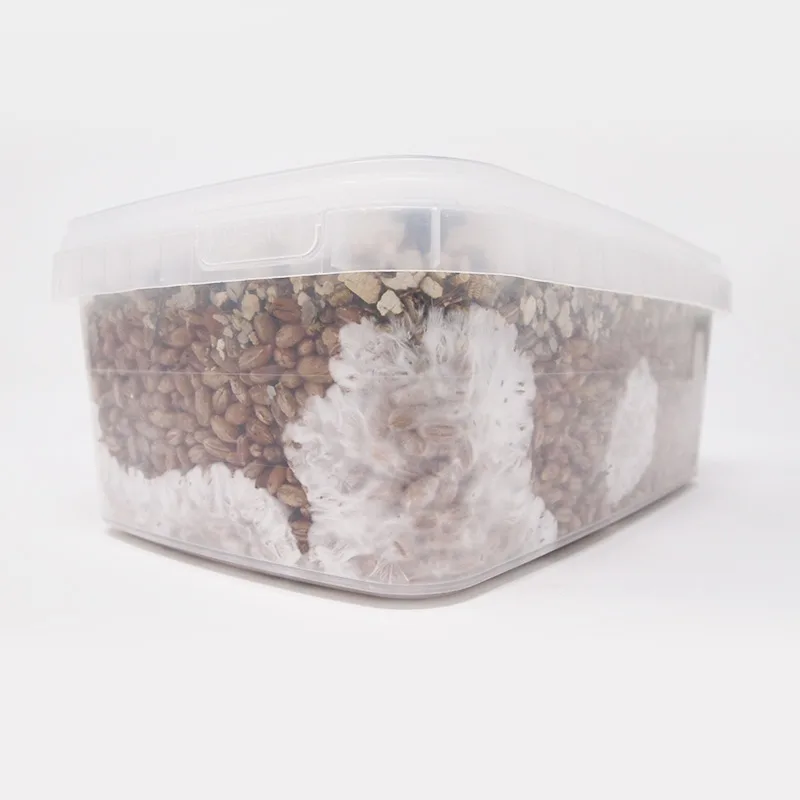 XL Rye Grain MykoBox Grow Kit
