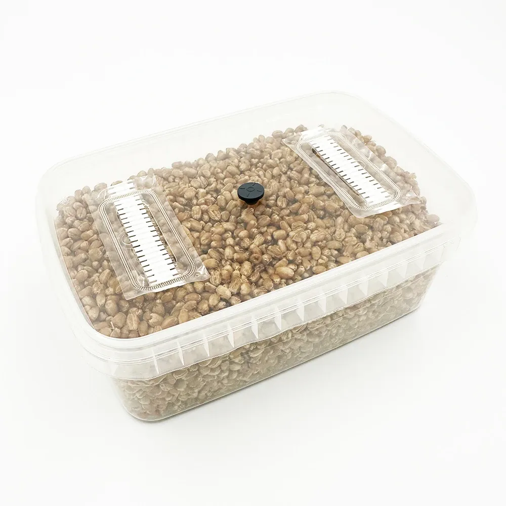 The Rye Grain MykoBox from the top, showing its injection port and the rye grain