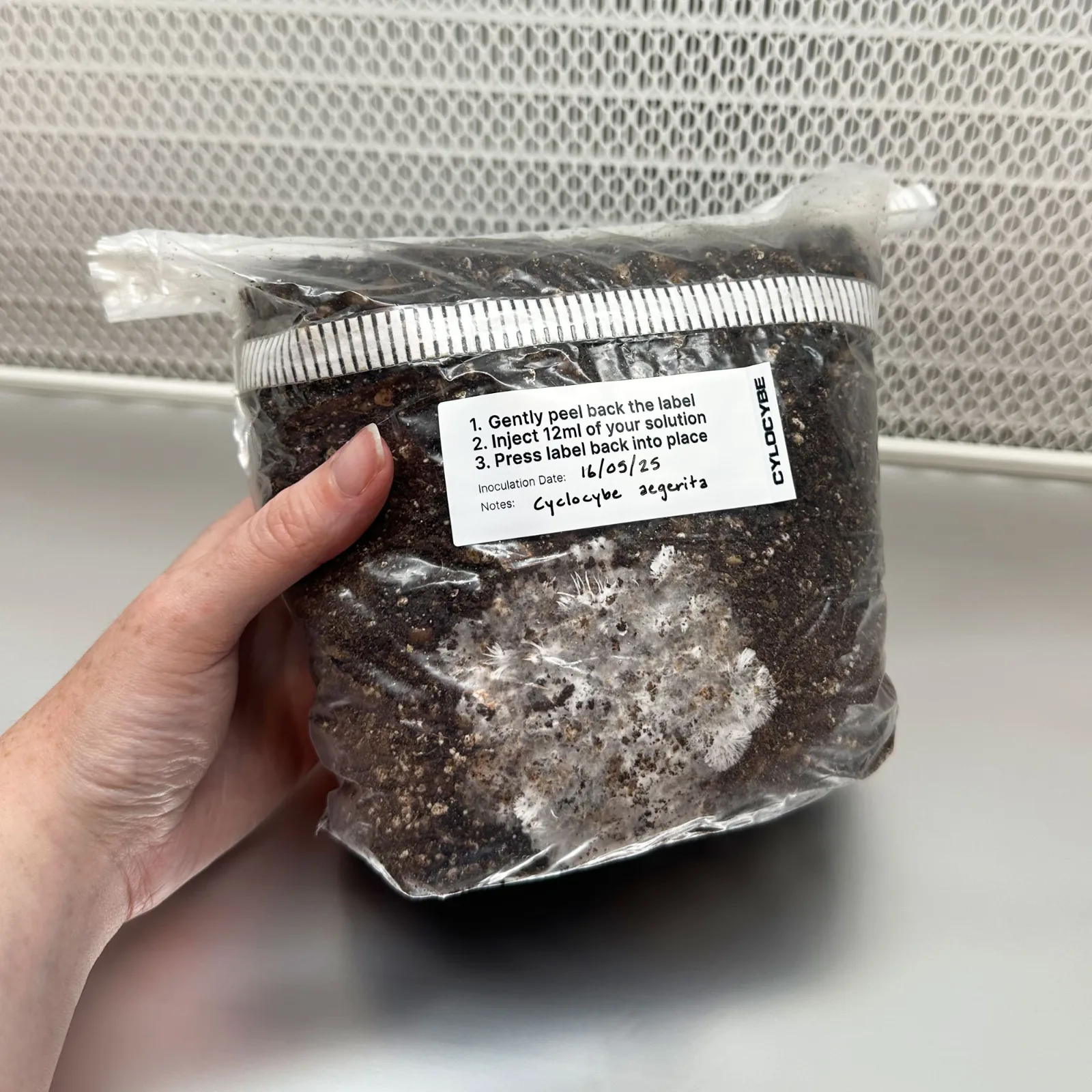 Healthy white mycelium colonising Substrate B